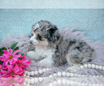 Small #2 Aussiedoodle Miniature 