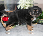 Small Photo #7 Miniature Australian Shepherd Puppy For Sale in CHRISTIANA, PA, USA