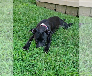 Gia - Female Chihuahua-Retriever  Mix Dog for Adoption - Photo #3