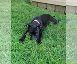 Small #2 Chihuahua-Retriever  Mix