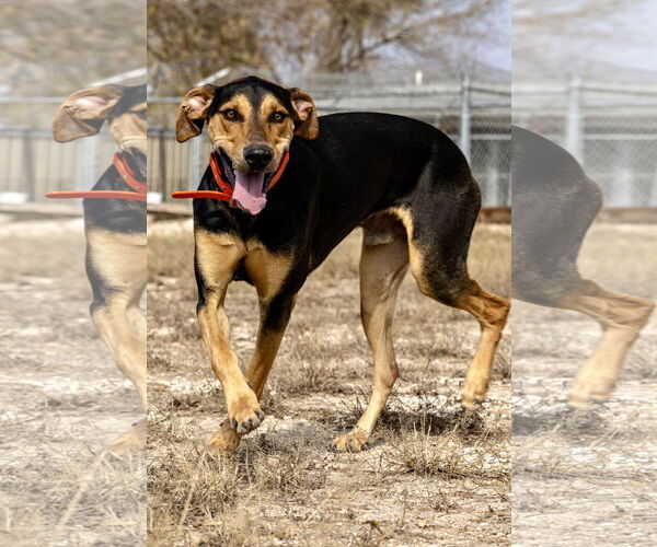 Medium Photo #2 Doberman Pinscher Puppy For Sale in Devine, TX, USA
