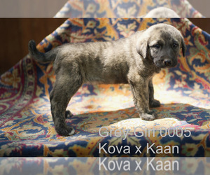 Medium Anatolian Shepherd