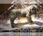Puppy 12 Anatolian Shepherd