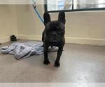 Small French Bulldog