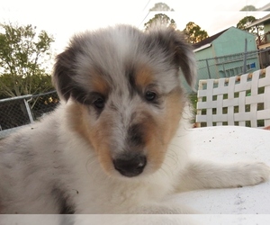 Collie Puppy for sale in PALM BAY, FL, USA