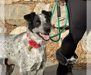 Mutt Dogs for adoption in Sandy, UT, USA