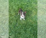Small #1 Mutt