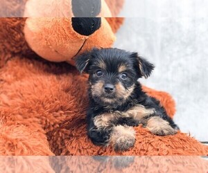 Yorkshire Terrier Puppy for sale in CLEVELAND, NC, USA