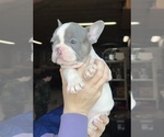 Small Photo #5 French Bulldog Puppy For Sale in HILTON, NY, USA