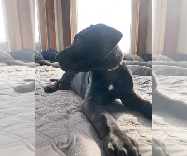 Medium Photo #5 Daniff Puppy For Sale in RICHFIELD SPRINGS, NY, USA