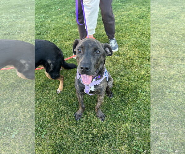 Medium Photo #3 Boxador Puppy For Sale in Chandler, AZ, USA