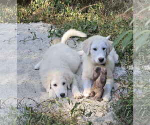 Great Pyrenees Dogs for adoption in Croydon, NH, USA