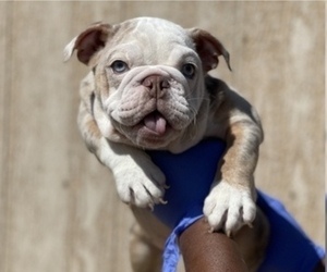 English Bulldog Puppy for sale in NEW ORLEANS, LA, USA