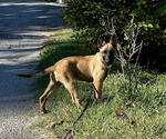 Small Photo #53 Belgian Malinois Puppy For Sale in S CHARLESTON, WV, USA