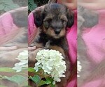 Puppy Penny Collie-Poodle (Miniature) Mix
