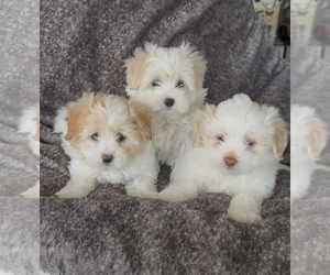 Maltese Litter for sale in ONTARIO, CA, USA
