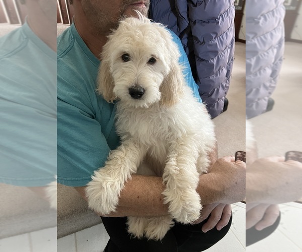 Medium Photo #4 Goldendoodle Puppy For Sale in PARKER, CO, USA