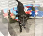 Small #31 Labrador Retriever Mix