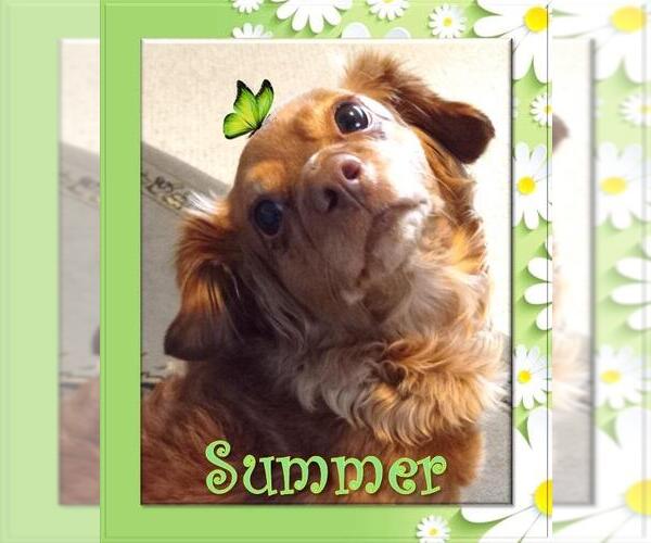 Medium Photo #1 Chihuahua-Unknown Mix Puppy For Sale in Los Angeles, CA, USA