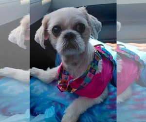 Shih Tzu-Unknown Mix Dogs for adoption in Morganville, NJ, USA