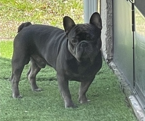 Father of the French Bulldog puppies born on 02/01/2024
