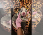 Puppy Puppy 8 American Bully