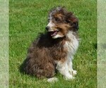 Small Photo #5 Sheltidoodle Puppy For Sale in SHIPPENSBURG, PA, USA