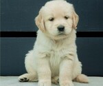 Small Photo #27 Golden Retriever Puppy For Sale in MISHAWAKA, IN, USA