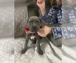 Small Photo #6 Cane Corso Puppy For Sale in DONEGAL, PA, USA