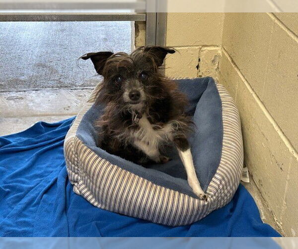 Medium Photo #1 Fox Terrier (Toy)-Unknown Mix Puppy For Sale in Ocala, FL, USA