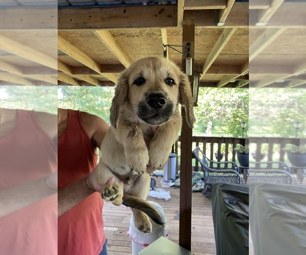 Medium Photo #1 Basset Hound-Great Pyrenees Mix Puppy For Sale in PRYOR, OK, USA