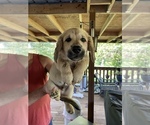 Small Basset Hound-Great Pyrenees Mix