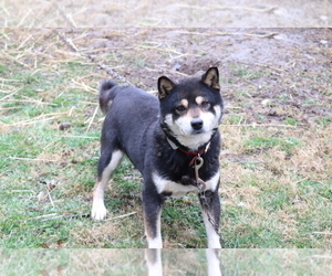 Shiba Inu Puppy for sale in SHILOH, OH, USA