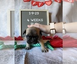 Small Photo #14 Faux Frenchbo Bulldog Puppy For Sale in TIFFIN, IA, USA