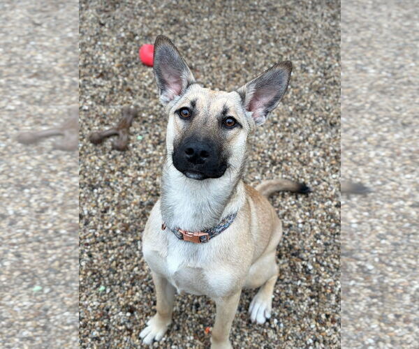 Medium Photo #2 Mutt Puppy For Sale in Jefferson, WI, USA