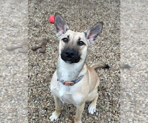 Mutt Dogs for adoption in Jefferson, WI, USA