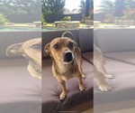 Small #1 Chihuahua Mix