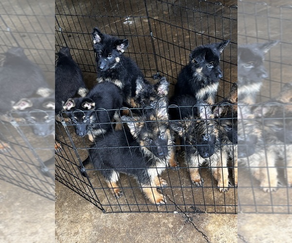 Medium Photo #11 German Shepherd Dog Puppy For Sale in HOUSTON, TX, USA