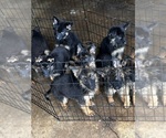 Small #10 German Shepherd Dog