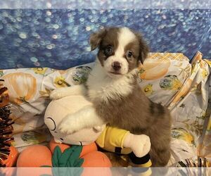 Miniature American Shepherd Puppy for sale in GARYSBURG, NC, USA