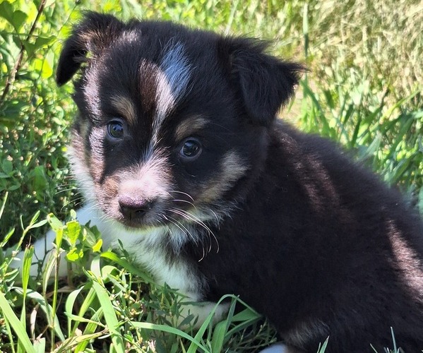 Medium Photo #2 Miniature Australian Shepherd Puppy For Sale in FAIRVIEW, SD, USA