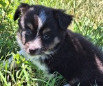 Small #1 Miniature Australian Shepherd