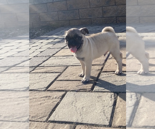 Medium Photo #4 Pug Puppy For Sale in CANOGA, NY, USA