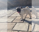 Small #3 Pug
