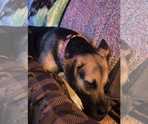 Medium Photo #8 Shepradors Puppy For Sale in Princeton, MN, USA