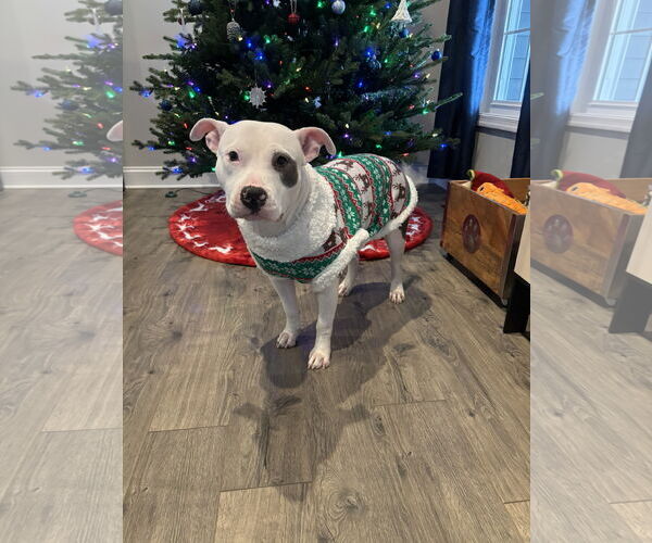 Medium Photo #10 American Pit Bull Terrier Puppy For Sale in Alexandria, VA, USA
