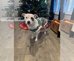 Small #9 American Pit Bull Terrier