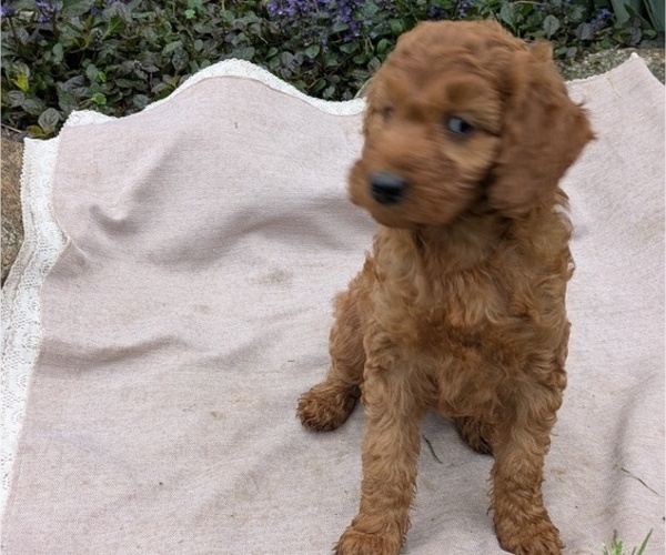 Medium Photo #88 Irish Doodle Puppy For Sale in GOSHEN, IN, USA