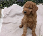 Small Photo #88 Irish Doodle Puppy For Sale in GOSHEN, IN, USA