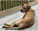 Small #11 Great Dane
